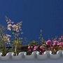 des fleurs partout